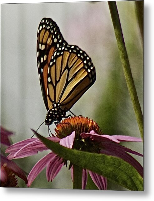 Monarch Butterfly Metal Print featuring the photograph Monarch Butterfly by Suanne Forster