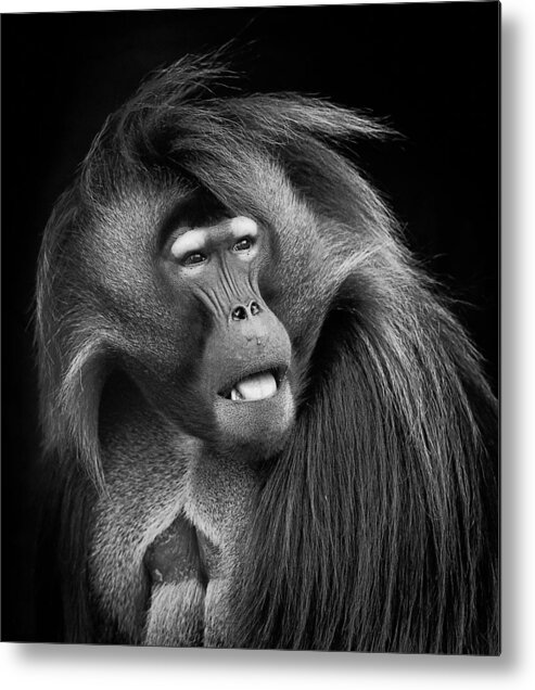 Baboon Metal Print featuring the photograph Baboon by Steve Zimic