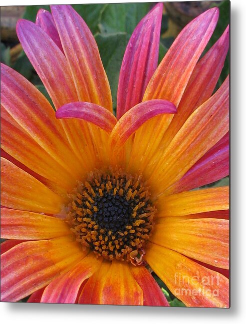 Flower Metal Print featuring the photograph Beloved by Tina Marie