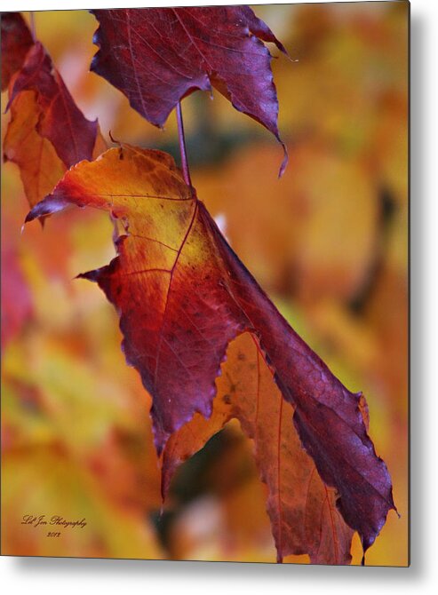 Autumn Metal Print featuring the photograph Fall Leaf by Jeanette C Landstrom