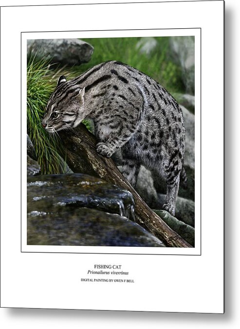 Fishing Cat Metal Print featuring the digital art Fishing Cat by Owen Bell