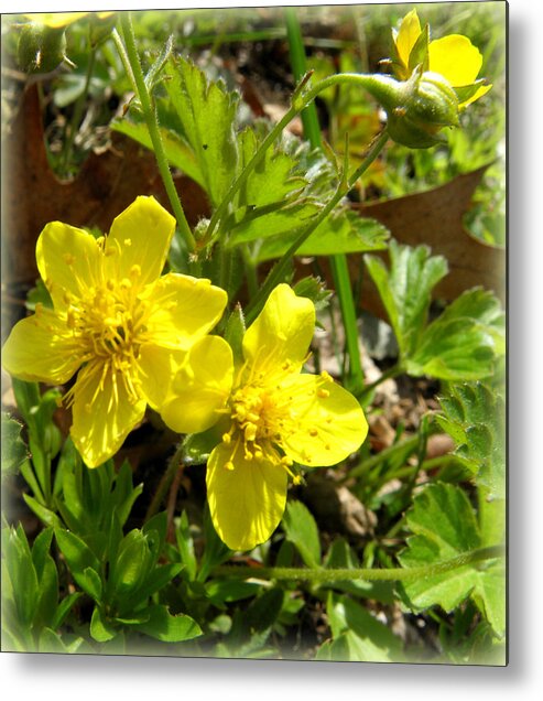 Flowers Metal Print featuring the photograph Glowing Buttercups by Kim Galluzzo