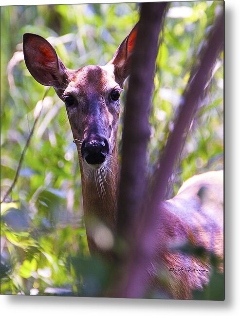 Doe Metal Print featuring the photograph Good Looking Lady by Ed Peterson