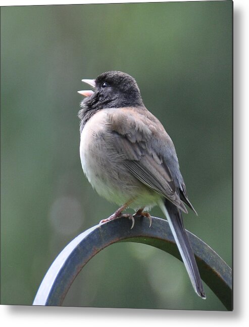 Junco Metal Print featuring the photograph Junco Sings by Ronda Broatch