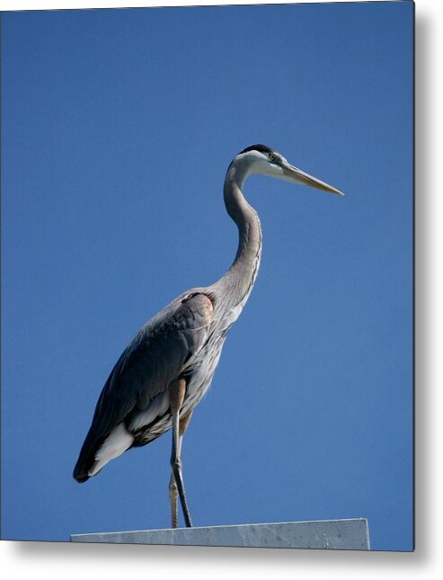 Kathy Long Metal Print featuring the photograph King Blue by Kathy Long
