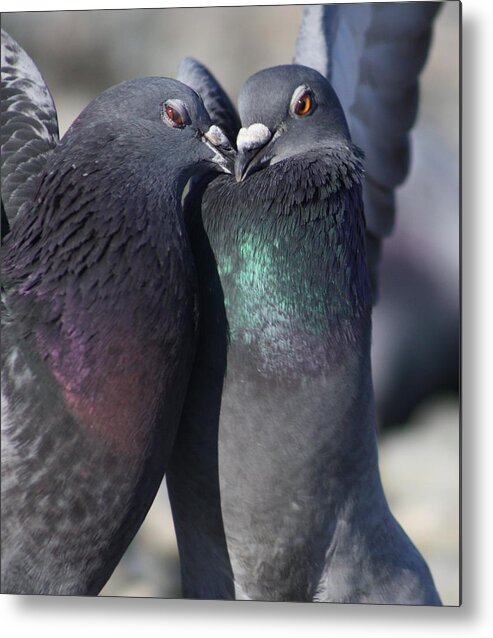 Love Metal Print featuring the photograph Love Birds by Cathie Douglas