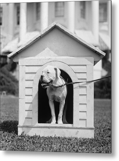 1920s Metal Print featuring the photograph Mrs. Hardings Dog Oboy In A Doghouse by Everett