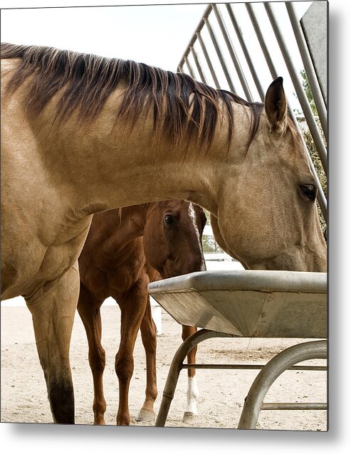 Pony Metal Print featuring the photograph Peeking Pony by Lorraine Devon Wilke