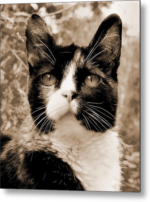Cat Metal Print featuring the photograph Souls Great and Small 2 by Rory Siegel