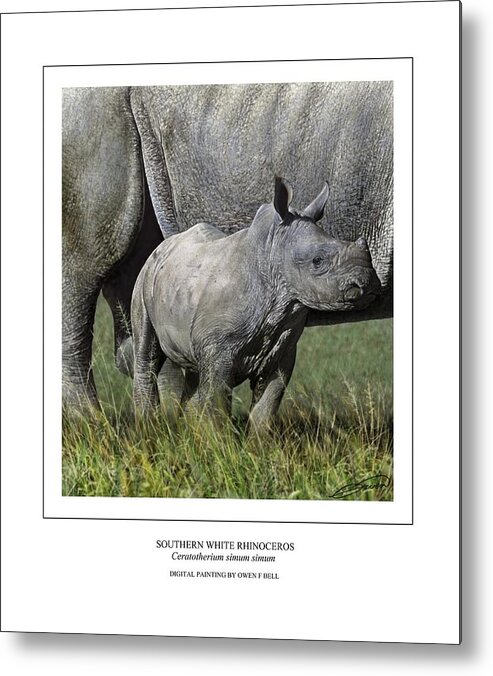 Rhinoceros Metal Print featuring the digital art SOUTHERN WHITE RHINOCEROS CALF Ceratotherium simum simum by Owen Bell