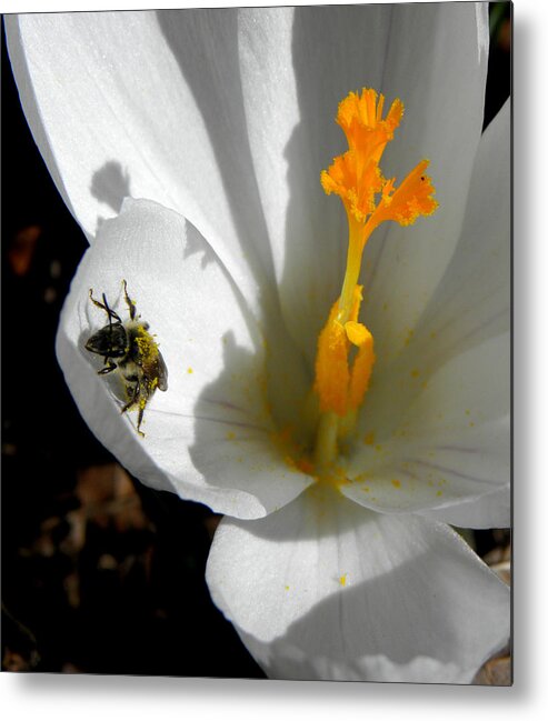 Bee Metal Print featuring the photograph Springs First Pollination by Kim Galluzzo