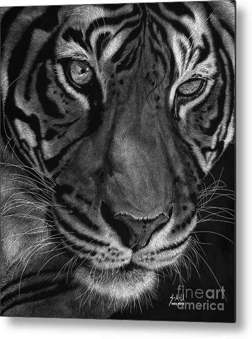 Tiger Metal Print featuring the drawing Sumatran Tiger by Sheryl Unwin