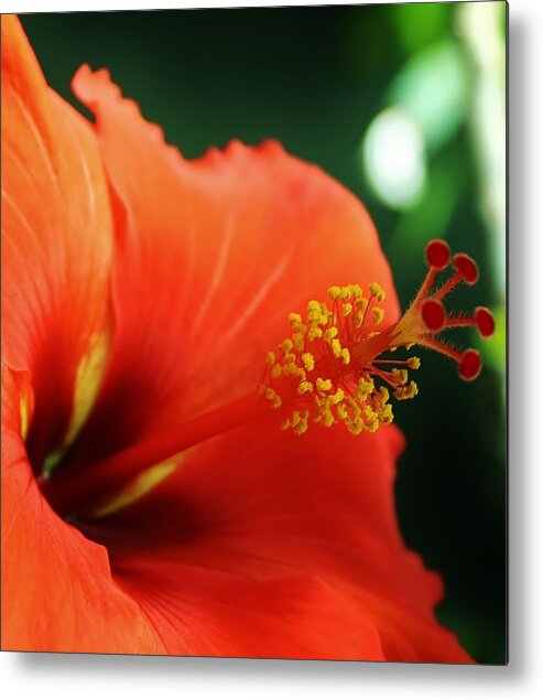 Flower Metal Print featuring the photograph Tropical Bloom by Bruce Bley