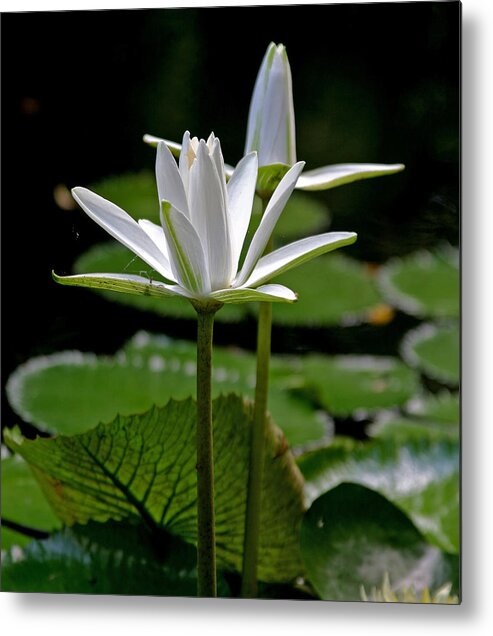 White Water Lilies Metal Print featuring the photograph White Water Lily by Lisa Spencer