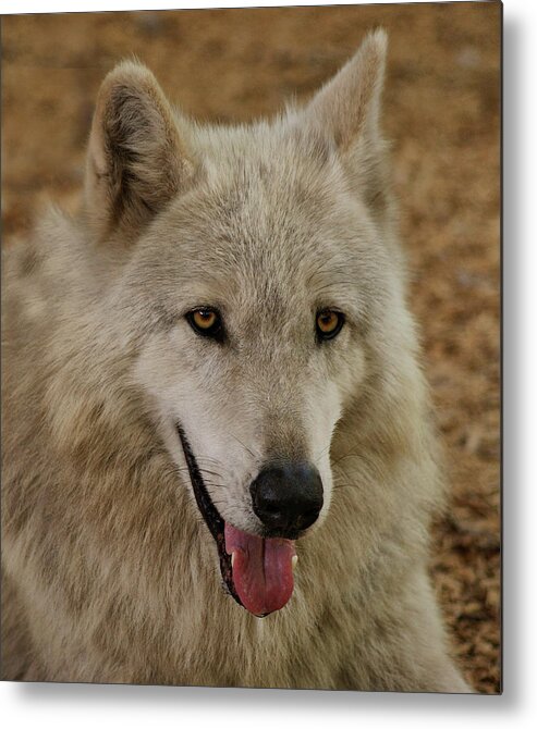 Wolf Metal Print featuring the photograph Wolf by Sandy Keeton