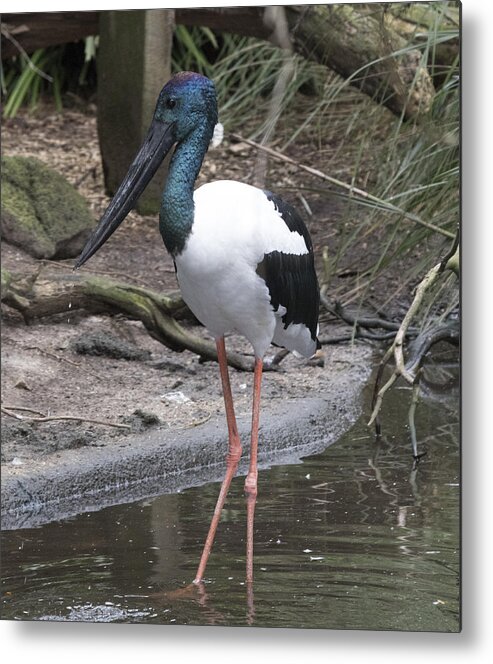 Bird Metal Print featuring the photograph Black-necked Stork #1 by Masami Iida