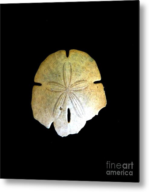 Sand Dollar Print Metal Print featuring the photograph Sand Dollar by Fred Wilson