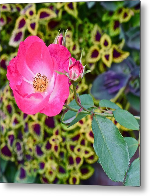 Double Knockout Rose Metal Print featuring the photograph 2015 Fall Equinox at the Garden Hello Fall by Janis Senungetuk