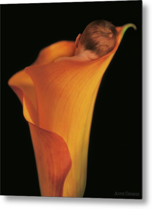 Sleeping Metal Print featuring the photograph Jacob in a Calla Lily by Anne Geddes