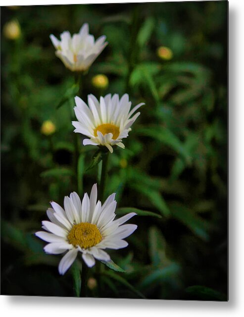 White Metal Print featuring the photograph 3 In A Row by Cherie Duran