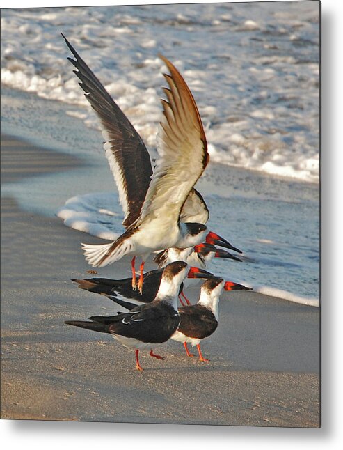 Black Skimmers Metal Print featuring the photograph 3- Upward and Onward by Joseph Keane