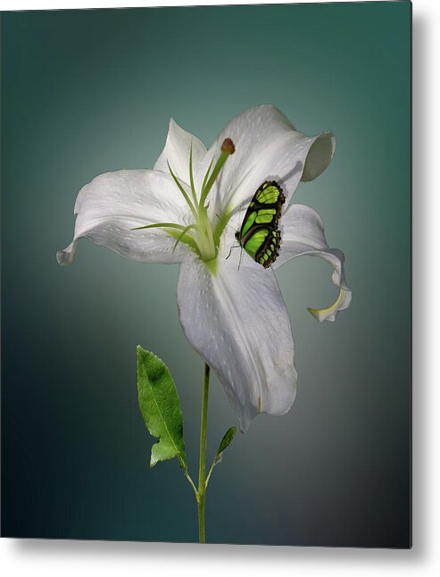 White Metal Print featuring the photograph 4371 by Peter Holme III
