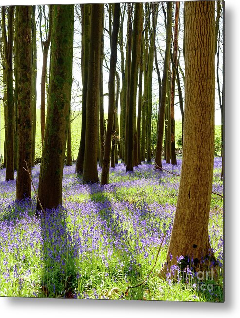 Bluebells Metal Print featuring the photograph Bluebell Woods #6 by Colin Rayner