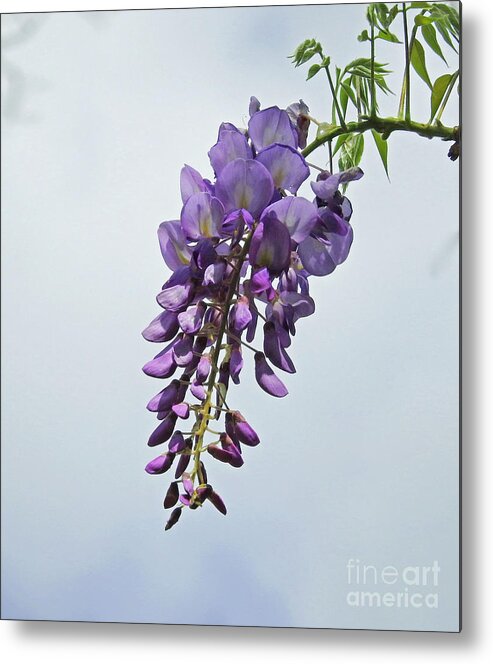 Vine Metal Print featuring the photograph A Wisp of Wisteria by Jan Gelders