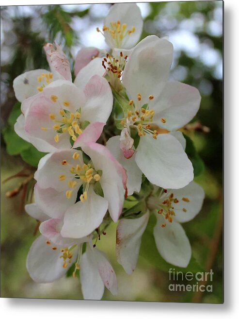 Barbara Griffin Metal Print featuring the photograph Apple Blossom Special 2 by Barbara A Griffin