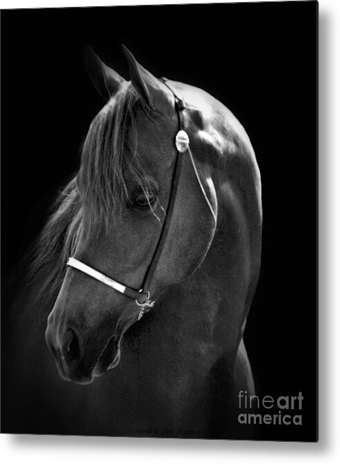  Animal Metal Print featuring the photograph Arabian Horse in Black and White by Sandra Huston