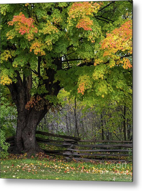Maple Metal Print featuring the photograph Autumn Maple Tree by Bianca Nadeau
