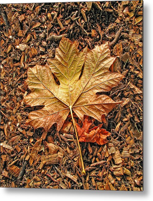 Leaf Metal Print featuring the photograph Autumn's Textured Maple Leaf by Jennie Marie Schell
