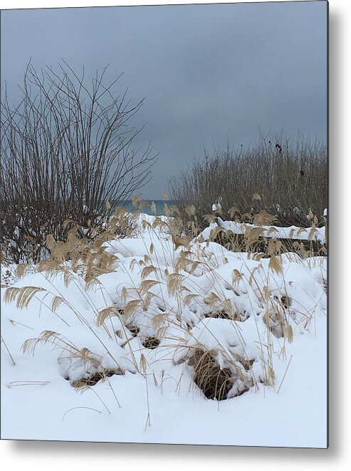 Snow Metal Print featuring the photograph Beachgrass by Deb Kimmett