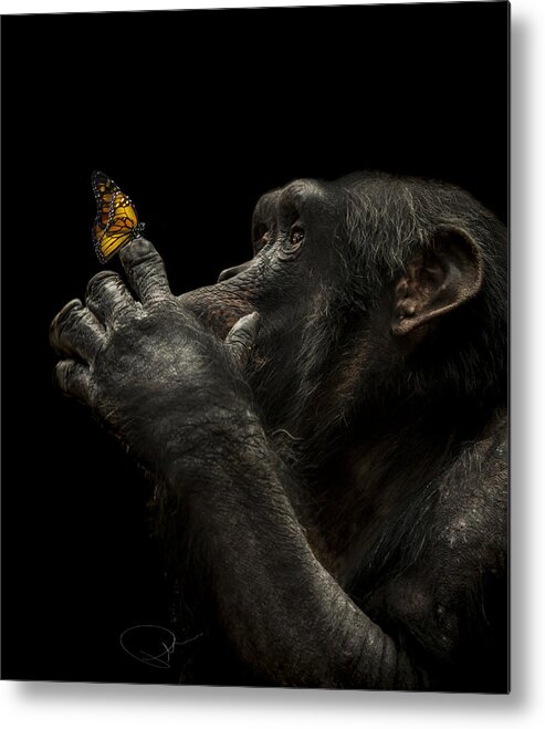 Chimpanzee Metal Print featuring the photograph Beauty and the beast by Paul Neville