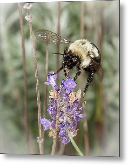 Bee Metal Print featuring the photograph Bee lands on lavender by Len Romanick