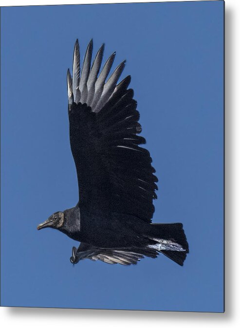 Vulture Metal Print featuring the photograph Black Vulture Flying Profile by William Bitman