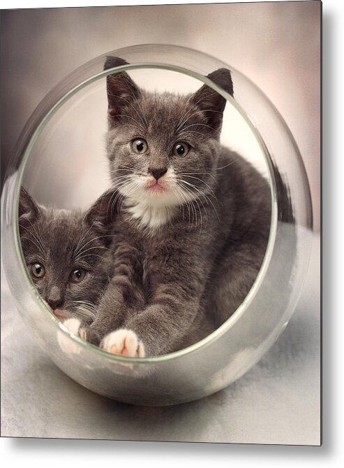 Kittens Metal Print featuring the photograph Bowled Over by Judi Quelland
