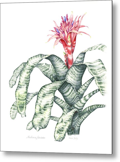 Botanical Illustration Metal Print featuring the painting Bromeliad Aechmea fasciata by Karla Beatty