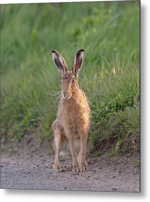 Brown Metal Print featuring the photograph Brown Hare Sat On Track At Dawn by Pete Walkden