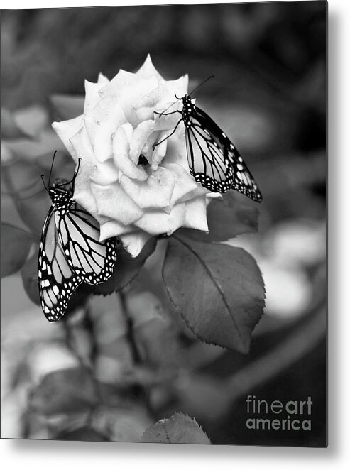 Monarch Butterflies Metal Print featuring the photograph Butterflies and Rose Black and White by Luana K Perez