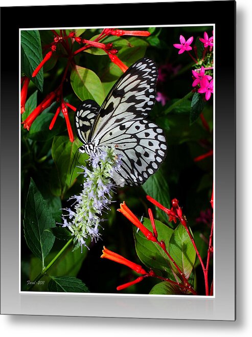 Insect Metal Print featuring the photograph Butterfly by Farol Tomson