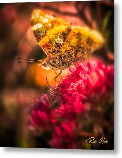 Animals Metal Print featuring the photograph Butterfly Glow by Rikk Flohr