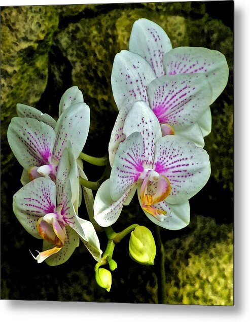 Orchids Metal Print featuring the photograph Butterfly Orchids by Janis Senungetuk