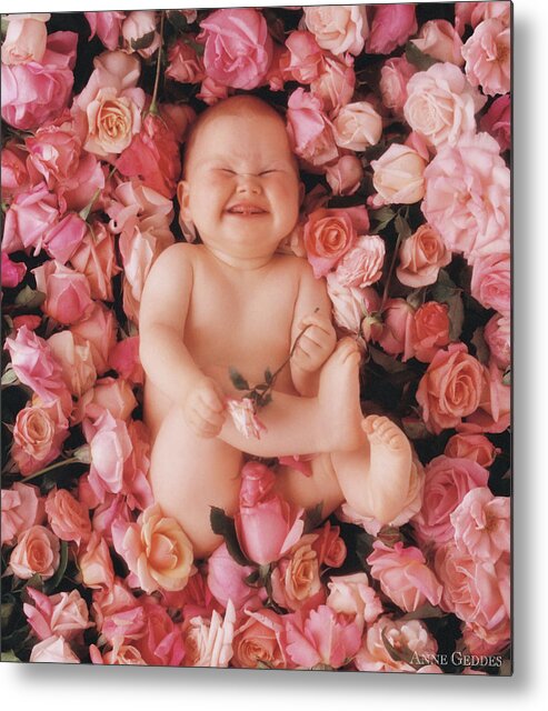 Roses Metal Print featuring the photograph Cheesecake by Anne Geddes