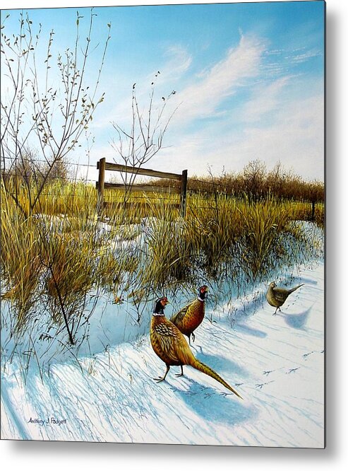 Pheasants Metal Print featuring the painting Colors of Winter - Pheasants by Anthony J Padgett