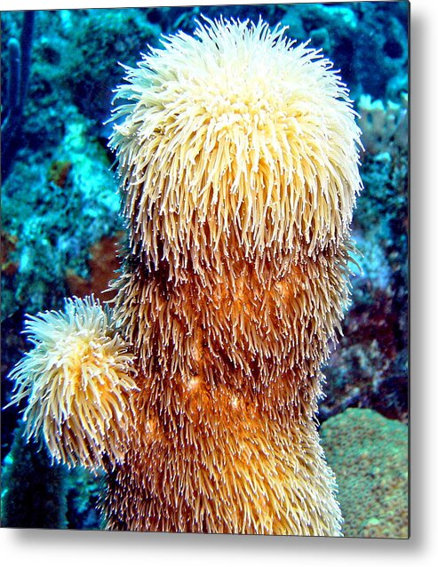 Nature Metal Print featuring the photograph Corky Sea Finger Coral - The Muppet of the Deep by Amy McDaniel