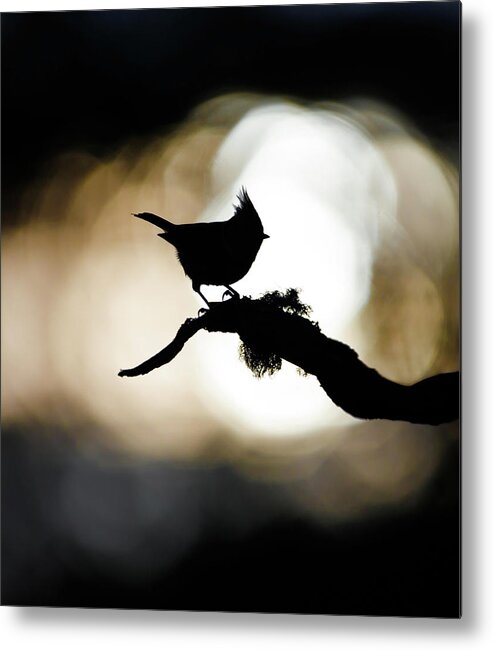 Crested Metal Print featuring the photograph Crested Tit Silhouette by Pete Walkden