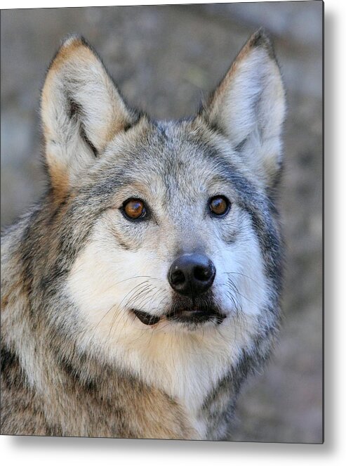 Mexican Grey Wolf Metal Print featuring the photograph Curious Wolf by Elaine Malott