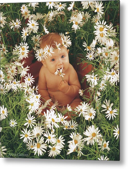 Daisies Metal Print featuring the photograph Daisies by Anne Geddes