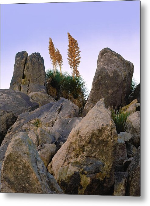Landscape Metal Print featuring the photograph Desert Flags by Paul Breitkreuz